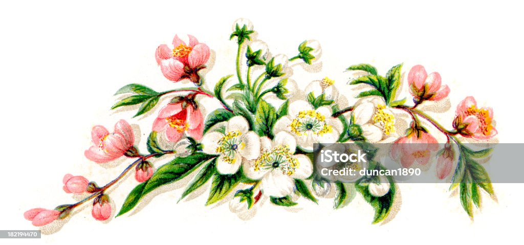 Incisione di fiori d'epoca colore - Illustrazione stock royalty-free di Arte