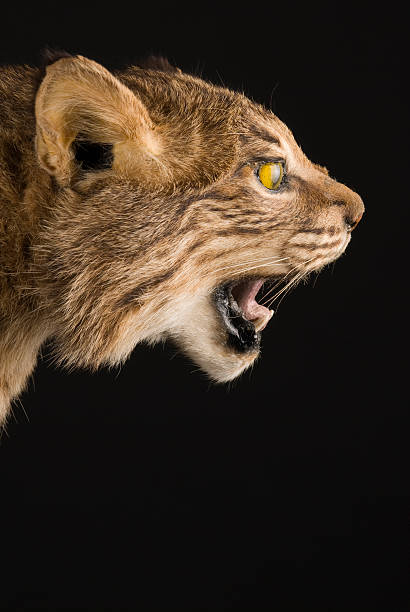 stuffed bobcat