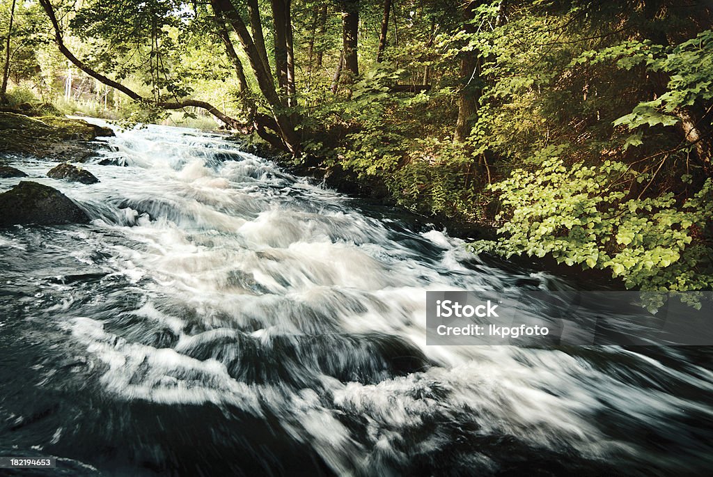 Forêt de printemps - Photo de Smaland libre de droits