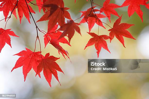 레드 단풍 잎 0명에 대한 스톡 사진 및 기타 이미지 - 0명, 가을, 나무 그늘