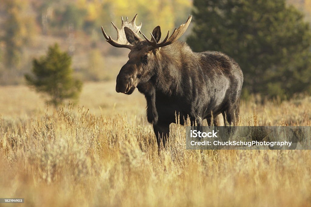 무스 Bull Alces 짐승 야생 동물 - 로열티 프리 무스-사슴과 스톡 사진