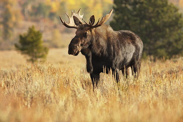 istock Moose Bull Alces Animal Wildlife 182194903