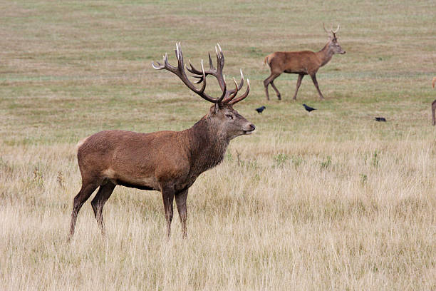 istock Dominant red deer stag in his rutting ground 182195063