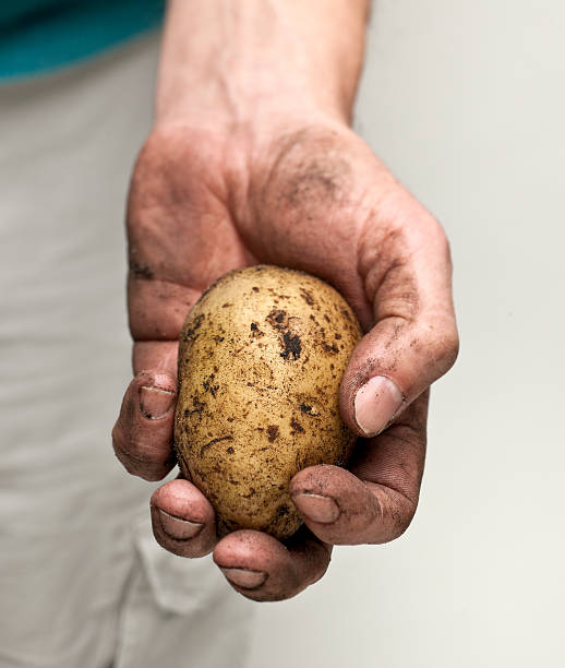 istock potato in man's hand XXL 182195097