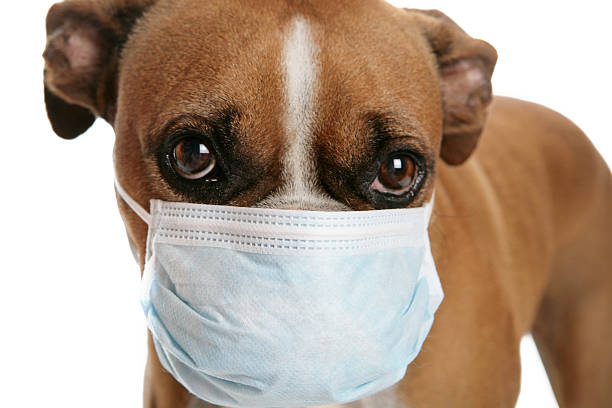 istock Boxer dog with a flu mask on its snout 182195118