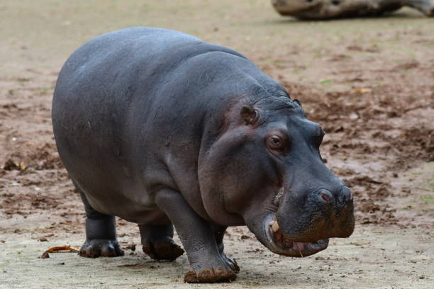 istock Hippopotamus in Werribee open range zoo 1821951186