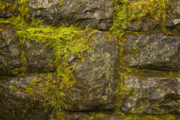 istock Moss and lichen cover large stones in a rock wall 182195185