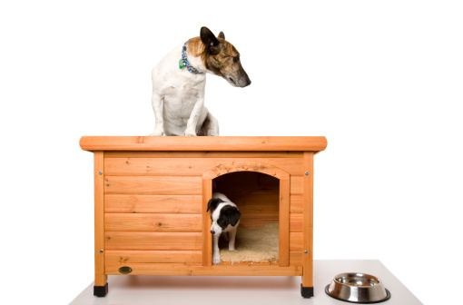 A dog sitting on top of a kennel with a puppy inside isolated on white.