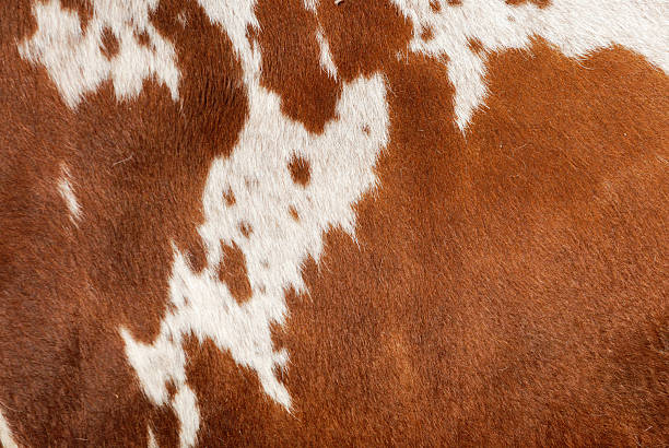 Authentic Cowhide stock photo