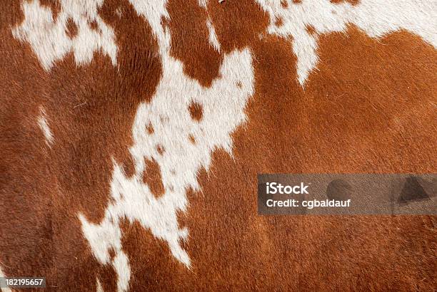 Autentyczny Garbowana Skóra Z Bydła - zdjęcia stockowe i więcej obrazów Garbowana skóra z bydła - Garbowana skóra z bydła, Bydło domowe, Krowa