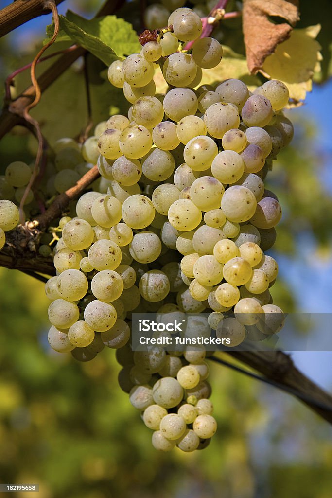 pinot blanc uvas - Foto de stock de Pinot Grigio libre de derechos