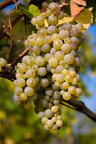 pinot blanc uvas - kelowna chardonnay grape vineyard grape fotografías e imágenes de stock