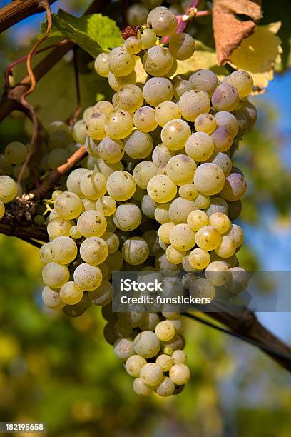 Pinot Blanc Uvas Foto de stock y más banco de imágenes de Pinot Grigio - Pinot Grigio, Agricultura, Aire libre