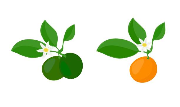 Kumquat vector Kumquat vector. Green and orange kumquat. Citrus microcarpa clip art. Fruit on vietnamese new year. Flat vector in cartoon style isolated on white background. mandarin chinese new year stock illustrations