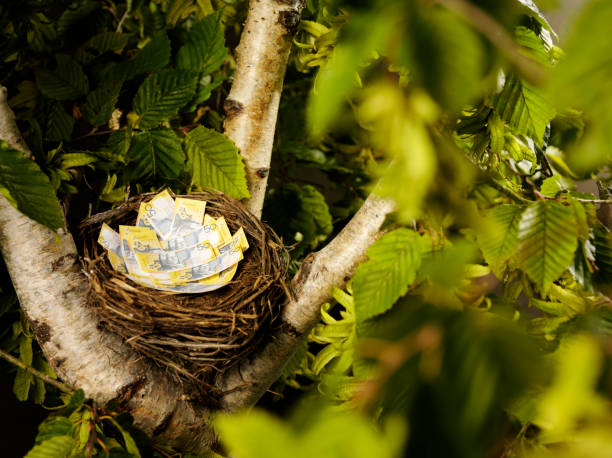 istock Australian Dollars in a Bird's Nest 182195689