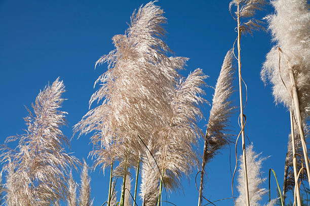 istock Cortaderia selloana 182195957