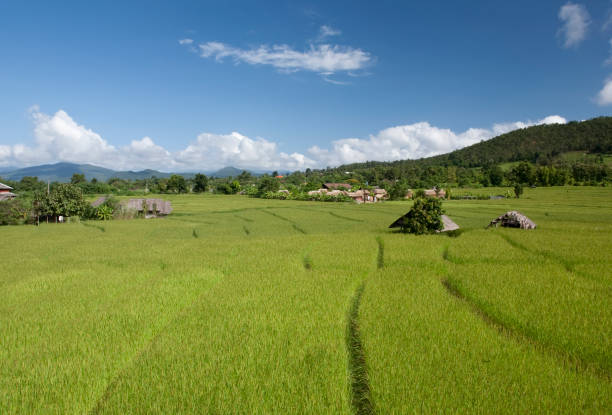 Rice field in Pai, Thailand stock photo