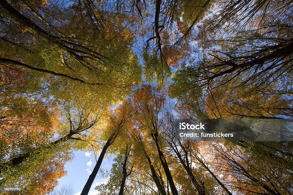 Jesienią drzewa, patrząc w górę. - Zbiór zdjęć royalty-free (Bez ludzi)