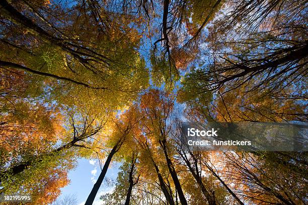 Árvores No Outono Olhando Para Cima - Fotografias de stock e mais imagens de Amarelo - Amarelo, Ao Ar Livre, Azul