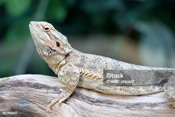 Iguana Lucertola - Fotografie stock e altre immagini di Ambientazione esterna - Ambientazione esterna, Anfibio, Animale