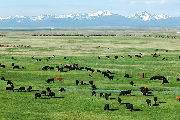 Pasture, Mountains and Cattle stock photo