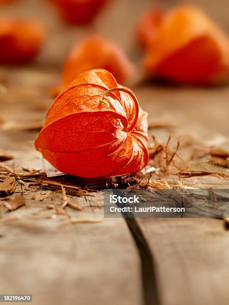 Foto de Lírio De Lanternas Chinesas e mais fotos de stock de Botânica - Assunto - Botânica - Assunto, Camapu, Comida