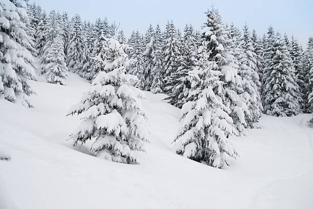 istock Winter Landscape with Snow and Frozen Trees 182196540