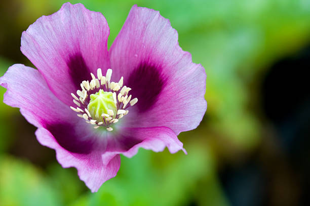 nahaufnahme lila poppy - poppy purple flower close up stock-fotos und bilder