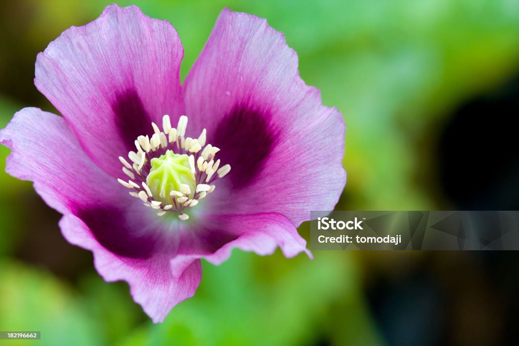 Primer plano de amapola púrpura - Foto de stock de Amapola - Planta libre de derechos