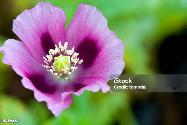 Primer Plano De Amapola Púrpura Foto de stock y más banco de imágenes de Amapola - Planta - Amapola - Planta, Amapola oriental, Cabeza de flor