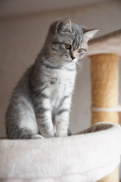 A white kitten is sitting indoors on a sleek reflective surface looking curious. The neutral background enhances the kitten's soft fur and expressions, creating a minimalist and heartwarming scene.