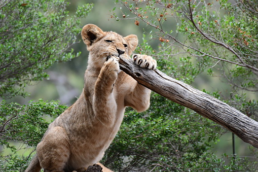 Lion cub playing in Werribee open range zoo