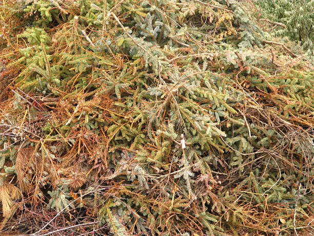 Dead Christmas Trees Compost Mulch Days after Christmas a pile of discarded Christmas trees. juniper tree juniperus osteosperma stock pictures, royalty-free photos & images