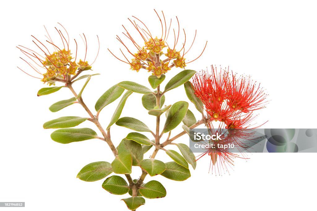 Flores silvestres australianas - Foto de stock de Austrália royalty-free