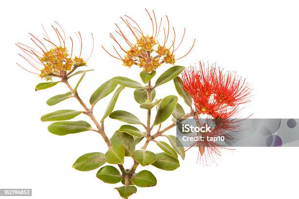 Foto de Flores Silvestres Australianas e mais fotos de stock de Austrália - Austrália, Cultura Australiana, Flor