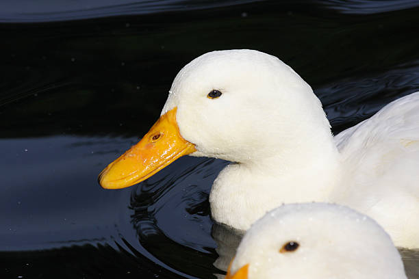 istock Eye-eye as two white farmyard ducks swim upstream dark water 182196873