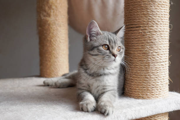 istock silver tabby british shorthair kitten resting on cat condo 1821968772