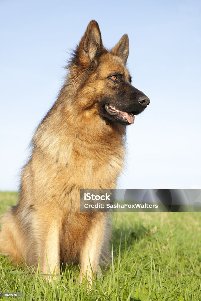 Hund im Feld - Lizenzfrei Deutscher Schäferhund Stock-Foto