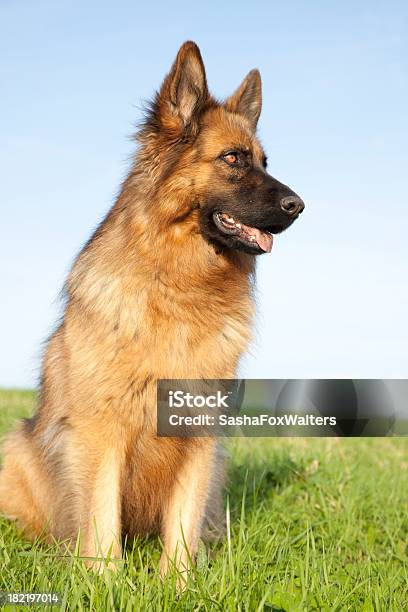 Hund Im Feld Stockfoto und mehr Bilder von Deutscher Schäferhund - Deutscher Schäferhund, Einzelnes Tier, Fotografie