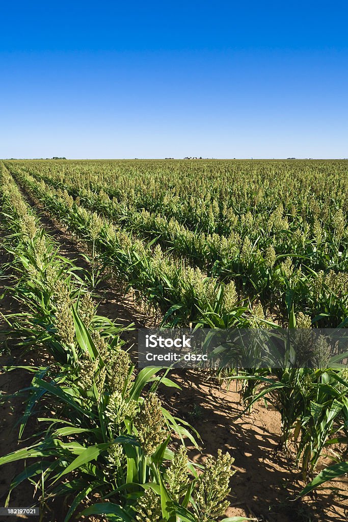 sorghum crop rows "Sorghum crop rows in West Texas. Vertical with copy space for cover. Sorghum is used for food, fodder, alcoholic beverages, and biofuels." Sorghum Stock Photo