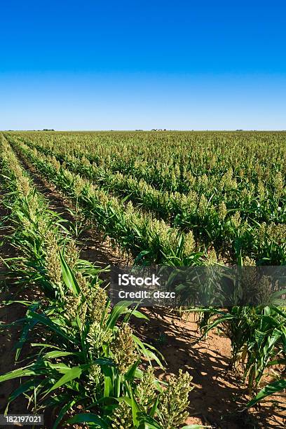 Sorghum Crop Rows Stock Photo - Download Image Now - Sorghum, Texas, Green Color