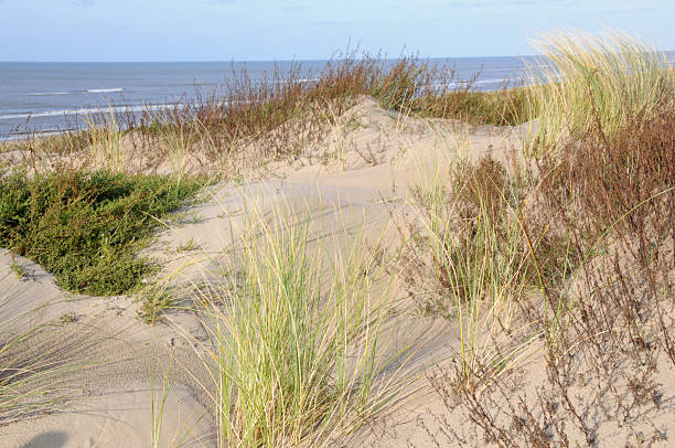 istock Dunes and sea in Holland (Netherlands) 182197137