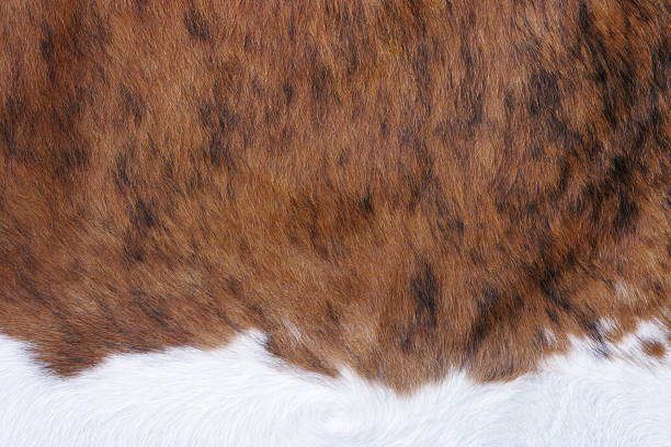 Cowhide Guernsey Cattle Fur Hair Fabric "Cowhide hair fabric pattern typical of Guernsey dairy cattle.  Jackson, Wyoming, 2009." bristle animal part photos stock pictures, royalty-free photos & images
