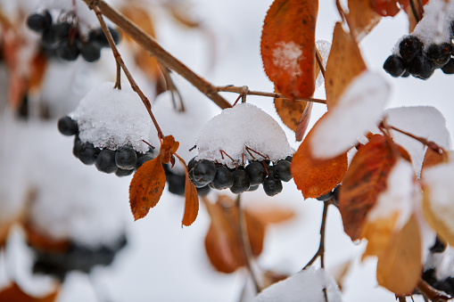 The first snow covered the trees, flowers, and plants. Winter, cloudy day and cold weather.