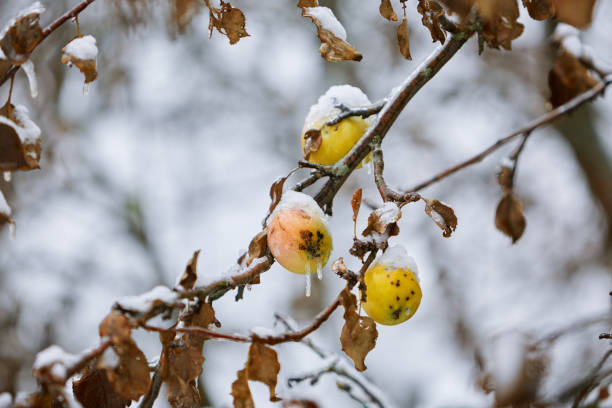 natureza de inverno, detalhes - photography branch tree day - fotografias e filmes do acervo
