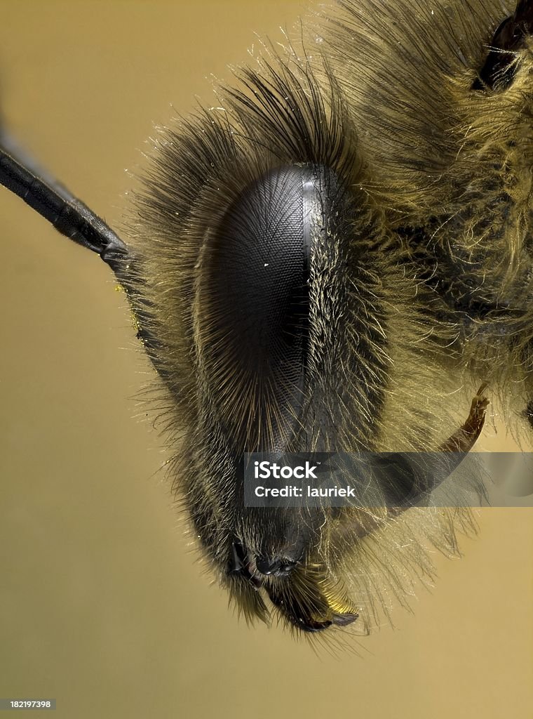 Europäische Apis [ Apis mellifera ] - Lizenzfrei Apis Stock-Foto