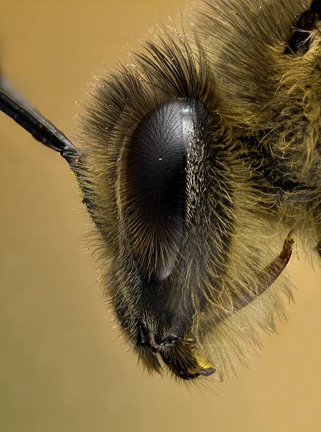 istock European Honey Bee [Apis mellifera] 182197398