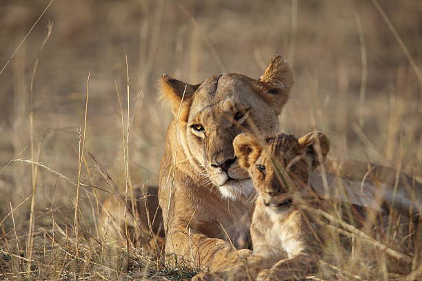 Lioness with her cub