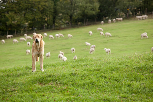 sheepdog stock photo