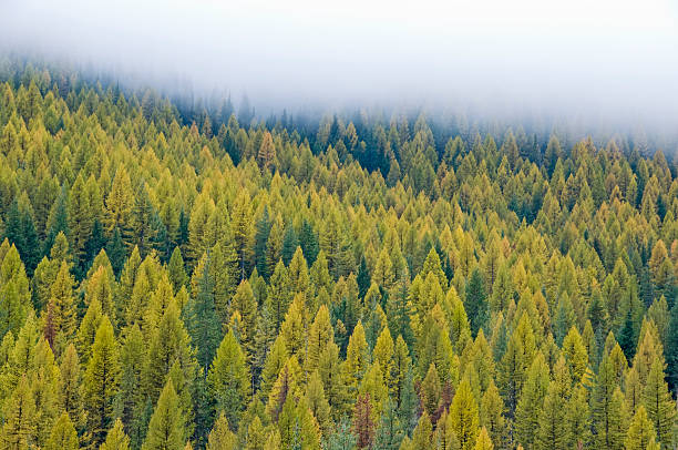 istock Larch forest in western Montana 182197679